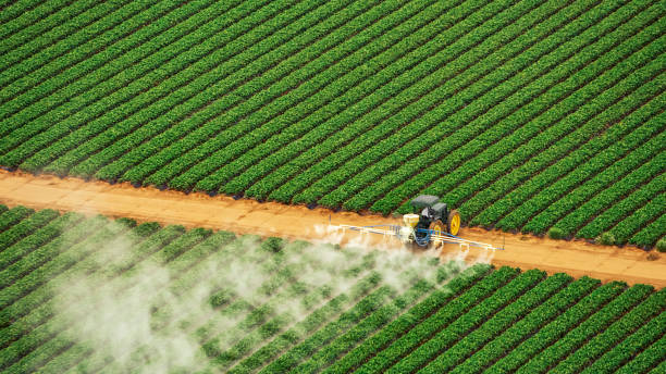 Best Wasp Removal Services  in Gages Lake, IL
