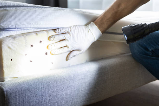 Best Bed Bug Extermination  in Gages Lake, IL