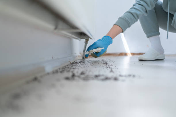 Flea Control Services in Gages Lake, IL